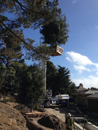 crane lowering tree